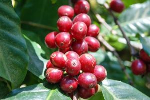 Nayarite Coffee natural process