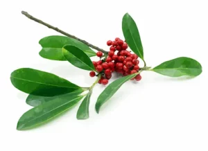 Pure Leaf Yerba Maté is full of B vitamins, minerals and antioxidants with mild caffeine. * 
